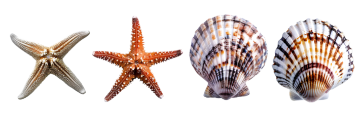Seashells and Starfish on Black Background