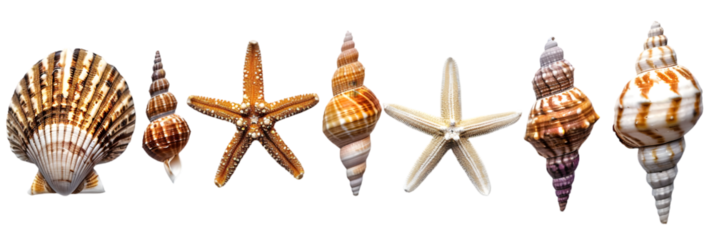 Seashells and Starfish Collection