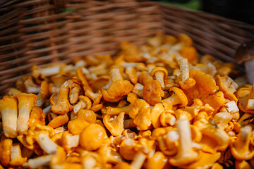 valmiera, Latvia - September 15, 2023 - Close-up of a wicker basket filled with freshly picked chanterelle mushrooms, showcasing their vibrant yellow and orange hues.