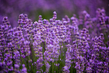 Flowers in the lavender fields in the Provence mountains. Panoramic landscape with blooming lavender. Violet background.