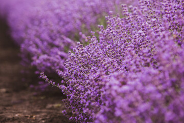 Flowers in the lavender fields in the Provence mountains. Panoramic landscape with blooming lavender. Violet background.