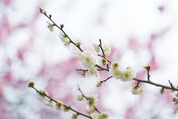 春の訪れを告げる梅の花