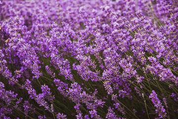 Flowers in the lavender fields in the Provence mountains. Panoramic landscape with blooming lavender. Violet background.