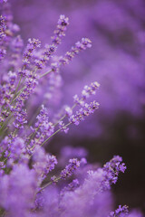 Flowers in the lavender fields in the Provence mountains. Panoramic landscape with blooming lavender. Violet background.