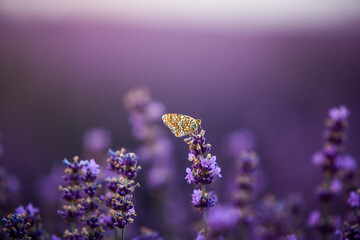 Flowers in the lavender fields in the Provence mountains. Panoramic landscape with blooming lavender. Violet background.