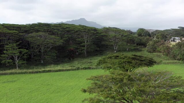 Tall trees greenery landscape in Hawaii. Hawaiian natural beauty canopy of famous tree aerial drone view in Kauai. Green fertile farmland