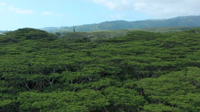 Tall Albizia trees greenery landscape. Hawaii natural beauty canopy of famous tree in aerial drone view in Hawaiian Kauai. Green fertile farmland