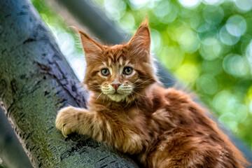 An adorable ginger Maine kitten sitting on a tree in the woods.