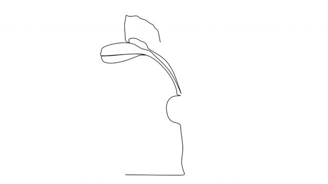 Linear drawing of beets. Vector illustration