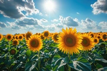Fototapeta premium Sunflower field. A field of flowers on background of a blue sky. Sunny summer day.