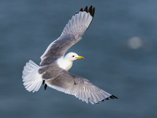Black-legged Kittiwake, Rissa tridactyla, birds in flight over cliffs, Bempton Cliffs, North Yorkshire, England