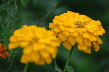 ガーデニングの定番の花