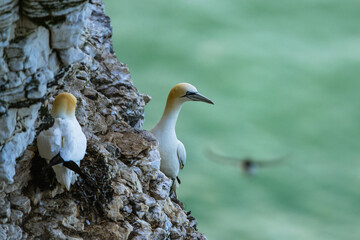 Gannet, Morus bassanus, birds on cliffs, Bempton Cliffs, North Yorkshire, England