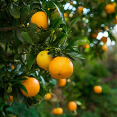 Oranges on garden tree