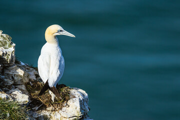 Gannet, Morus bassanus, birds on cliffs, Bempton Cliffs, North Yorkshire, England