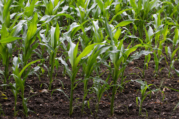 CLOSE UP GROWING GREEN CORN FIELD 