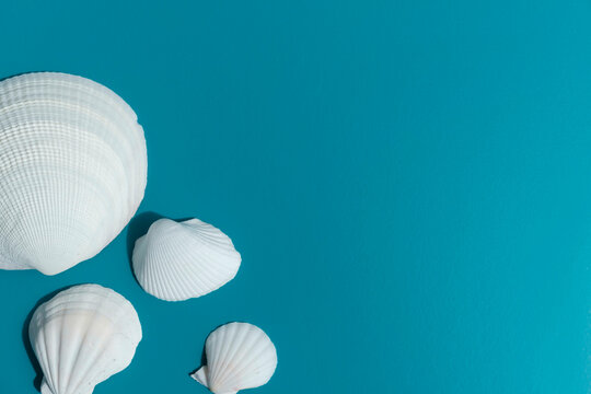 sea shells on blue background 