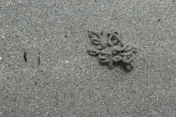 Coiled castings of a blow lugworm