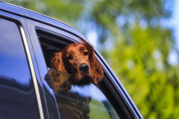 Brown dog, likely Irish setter, head out the open car window, enjoying the summer breeze.