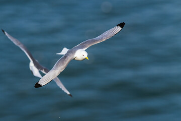 Black-legged Kittiwake, Rissa tridactyla, birds in flight over cliffs, Bempton Cliffs, North Yorkshire, England