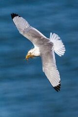 Black-legged Kittiwake, Rissa tridactyla, birds in flight over cliffs, Bempton Cliffs, North Yorkshire, England