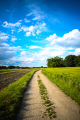 Field path with wheat and potatoes, cloudy sky just before the thunderstorm