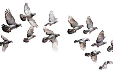 Obraz premium PNG Flying birds formation of pigeons many animal white background wildlife.