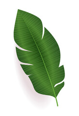 Fototapeta premium Green tropical banana leaf isolated on white background botanical nature design element