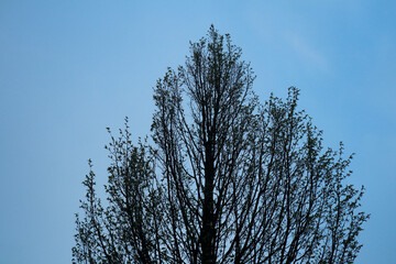 silhouette of tree branches against the sky background