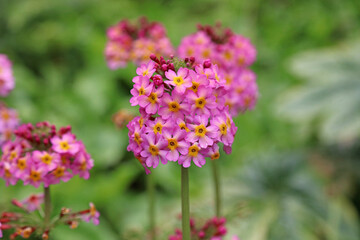 Macro image of Japanese primrose blooms, North Yorkshire England
