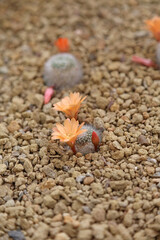 Orange Crown Cactus blooms, North Yorkshire England
