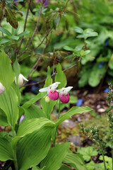Obraz premium Showy Lady's slipper orchids, North Yorkshire England 