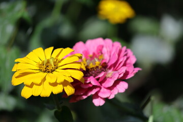 ガーデニングの定番の花