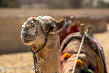 Camels in a colorful horse-clothes resting on the sand near to pyramids, Giza, Cairo, Egypt. Famous...