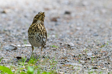 Singdrossel (Turdus philomelos)