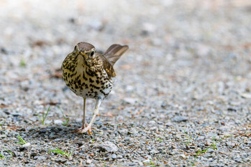 Singdrossel (Turdus philomelos)