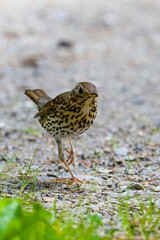 Singdrossel (Turdus philomelos)