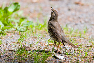 Singdrossel (Turdus philomelos)