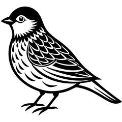 illustration of a bird