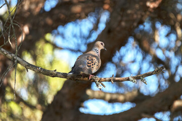 Tórtola Europea 