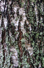 Background - relief bark of old birch with grey moss