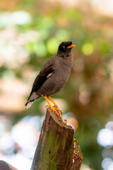 Tropical bird at the garden. Beautiful bird.