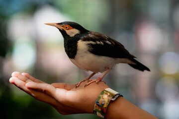 Tropical bird at the garden. Beautiful bird.