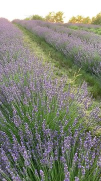 Sunset over rows of lavender