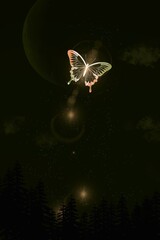 butterfly in the night