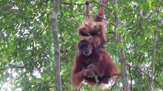 a baby orangutan takes a bamboo stem from its mother in the rainforest of gunung leuser national park on sumatra, indonesia