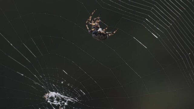 Spider weaves a web Spider