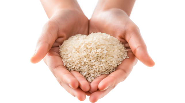 A person is holding a handful of rice in their hands isolated on a transparent background
