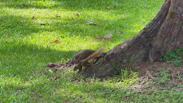 squirrel in the woods