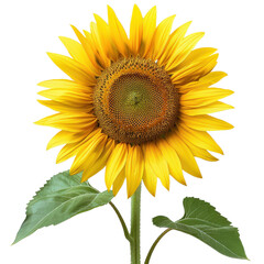 Fototapeta premium Bright and vibrant sunflower against a transparent background. showcasing its large yellow petals and green leaves.